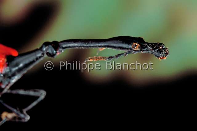 Trachelophorus giraffa.JPG - in "Portraits d'insectes" ed. SeuilTrachelophorus giraffaCharancon girafe maleGiraffe beetleColeopteraAttelabidaeMadagascar